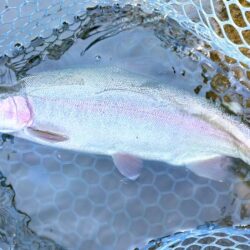 ラインブレイク頻発　～岡崎トラウトポンド～